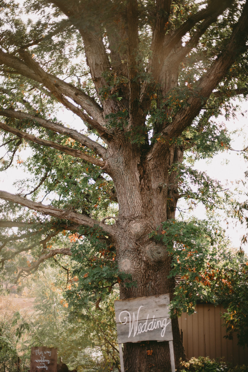 Forest wedding venue